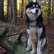 Cours d’éducation pour chiots ou chiens: description et tarifs