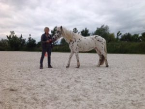 Journée d'initiation au clicker training cheval - Anne-Sophie Muffat et Pongo