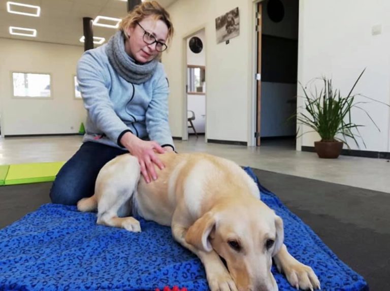 shiatsu canin
