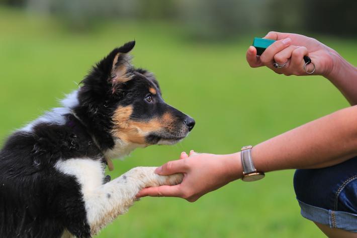 Lire la suite à propos de l’article Apprenez comment éduquer votre chien grâce au clicker training
