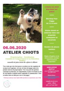 Lire la suite à propos de l’article Atelier Chiots – Worshop pour Puppy de 2 à 6 mois – Samedi 6 Juin 2020