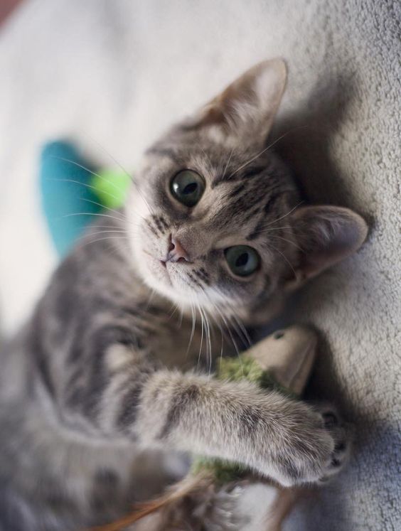 You are currently viewing Article: Quelques conseils pour réussir l’adoption de votre chaton…