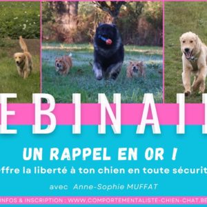 Affiche Webinaire Rappel En Or