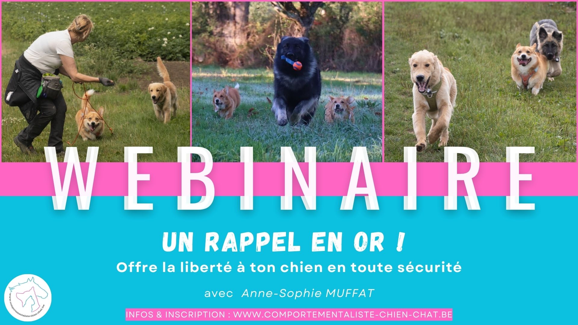 Un rappel en or : offre la liberté à ton chien en toute sécurité