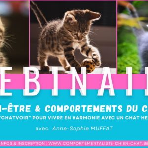 Webinaire - Bien-Être & Comportements du Chat