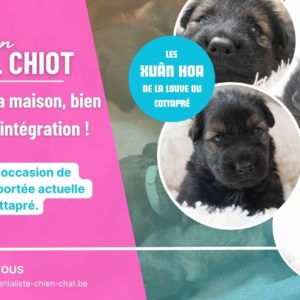 Webinaire - Spécial chiot : de l’élevage à la maison, bien préparer son intégration !