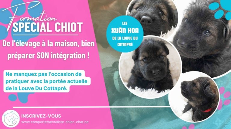 Spécial chiot : de l’élevage à la maison, bien préparer son intégration !